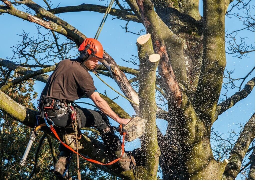 Baumpflege Baumschnitt Friedrichshafen