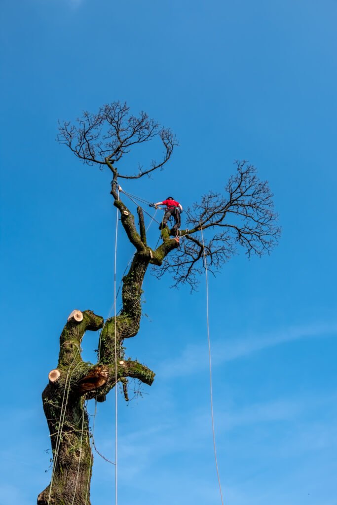 Baumpflege Friedrichshafen