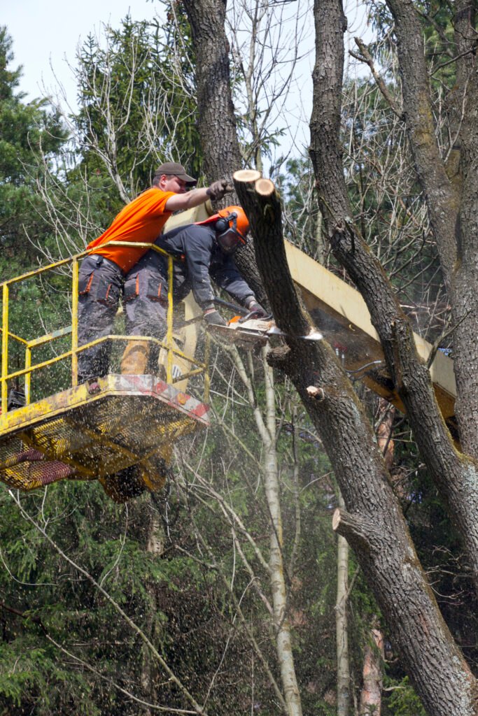 Baumpflege Baumkontrolle Friedrichshafen
